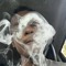 2900capone