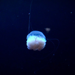 海月