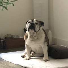 dojoooo