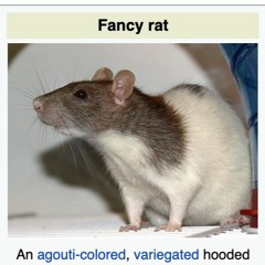 fancy rat