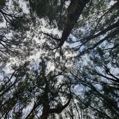 Meditate with Tricia-Rose