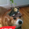 PlantedCorgo
