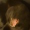 Ravn