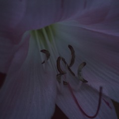 Lily