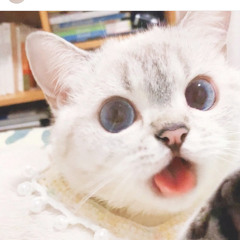 meoww