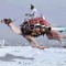 Islamic Camel Pilot