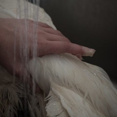 Toavoidalligators Toavoidalligators