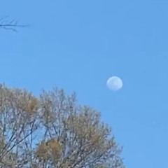 MANE ON THE MOON
