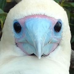 ☆panakotA☆