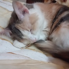 Manu