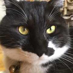 SOBA