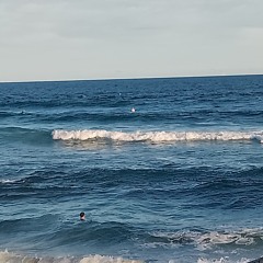 Mitchos banga goanna