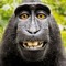 great monkey