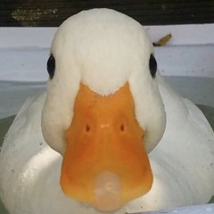 Ducky dude