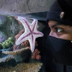 Rashan Falco Williamson