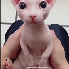 ilikebeansandmacaroni