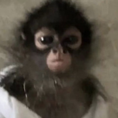 not健全不審者（猿