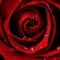 RosesAreFree_