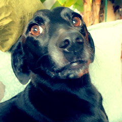 Zee
