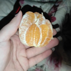 ника василевич