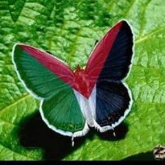 زهرة المدائن