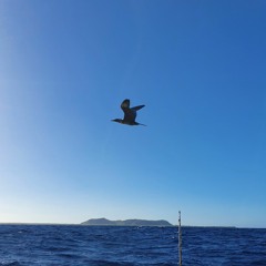 Kehauarii Matahiarii