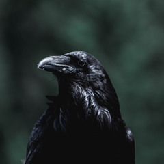 Crow - Promo Mix