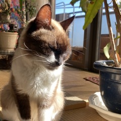 ponchan
