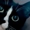 mewsic0226