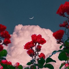 WARNER BROS. SHELLYBEACH UK+