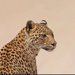 Noura