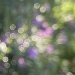 delicace
