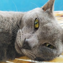Gino Cataño