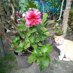 Clarita