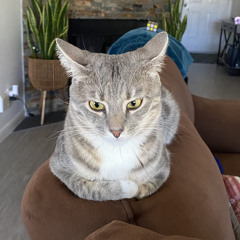 CatCar3020