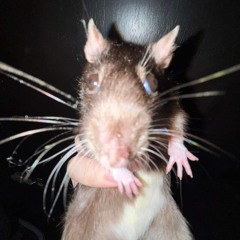 kat the rat