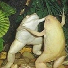 Galben