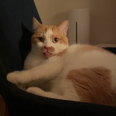 딜라잇ꕤ