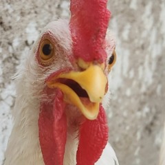 Kepookechi