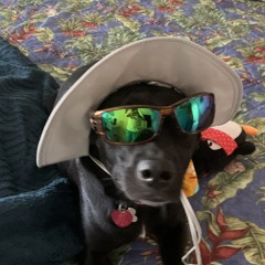 DJ Sami