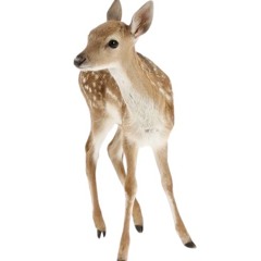 fawnfawnfawn