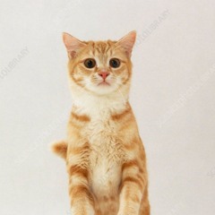 🃏♦️esterthejester♦️🃏