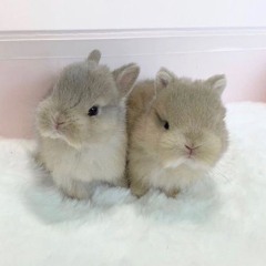 2gabbis