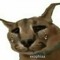 I<3cats