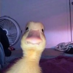 Nghĩa Đại Trần