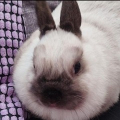 ★slily milly★