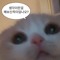 김아영
