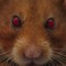 Hamster Féroce
