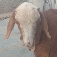 Ramesh Ullendula