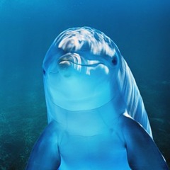 Sammy Dolphin